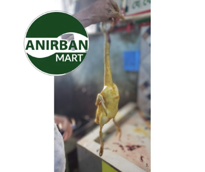 Raj hash, goose (Swan) Ready to cook রাজ্ হাঁস